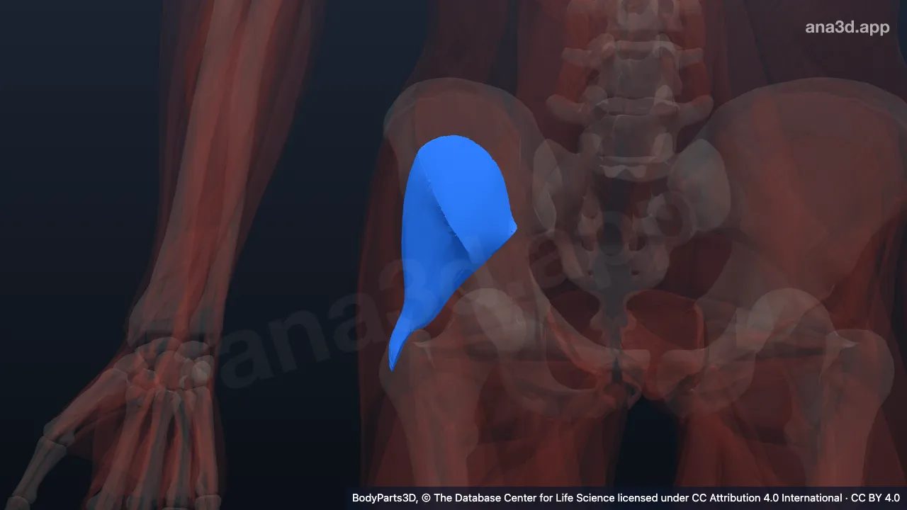 Modelo 3D: Músculo glúteo mínimo direito