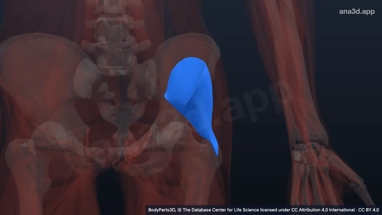 3D model: left gluteus minimus
