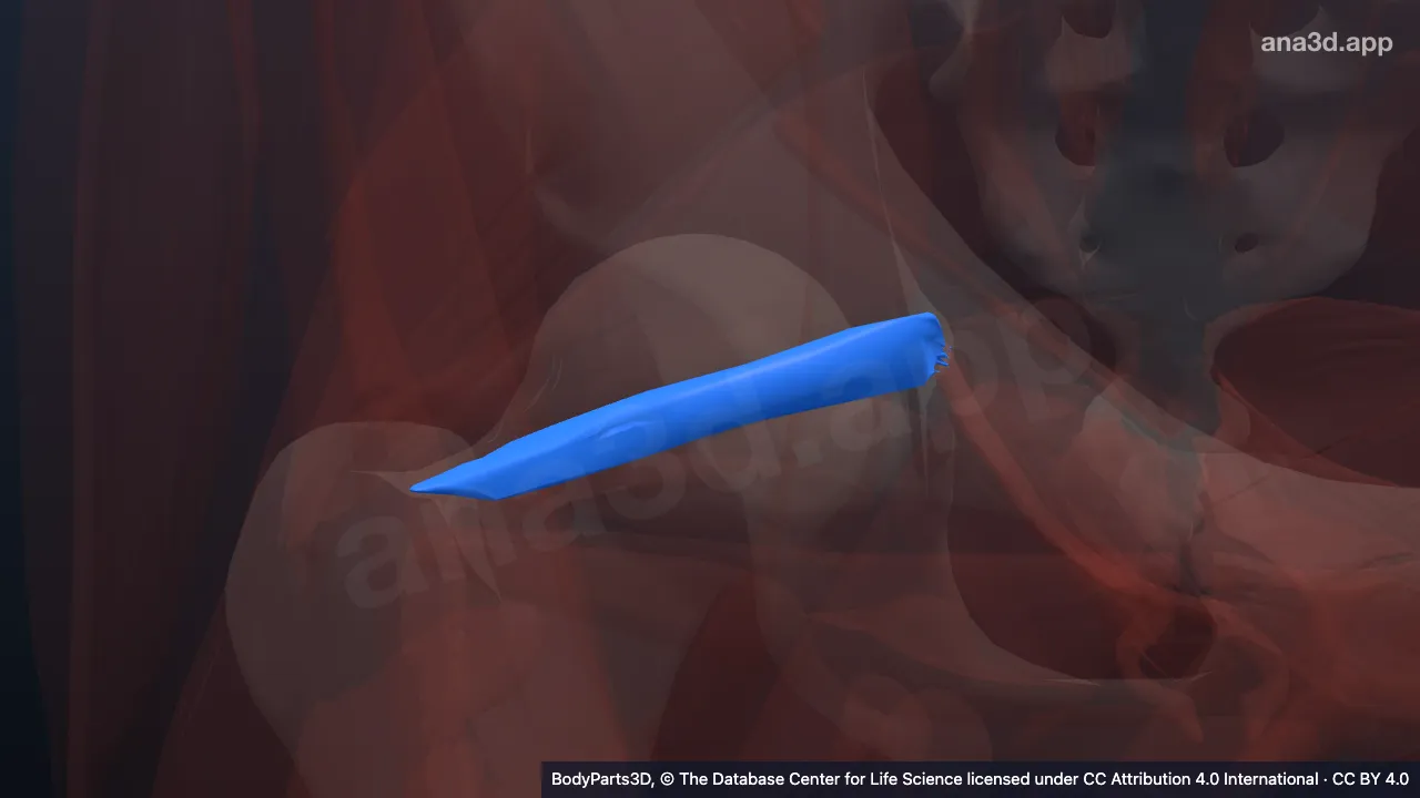 3D model: right gemellus superior