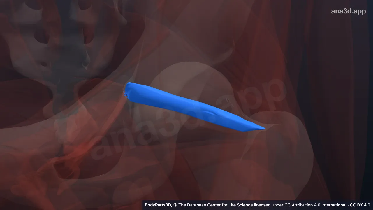 3D model: left gemellus superior