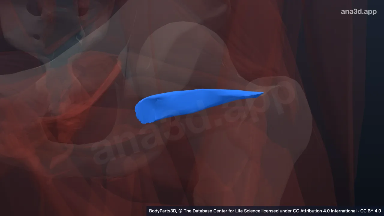 Mô hình 3D: Cơ sinh đôi dưới trái