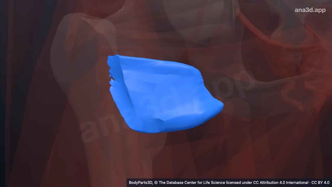 3D model: right quadratus femoris