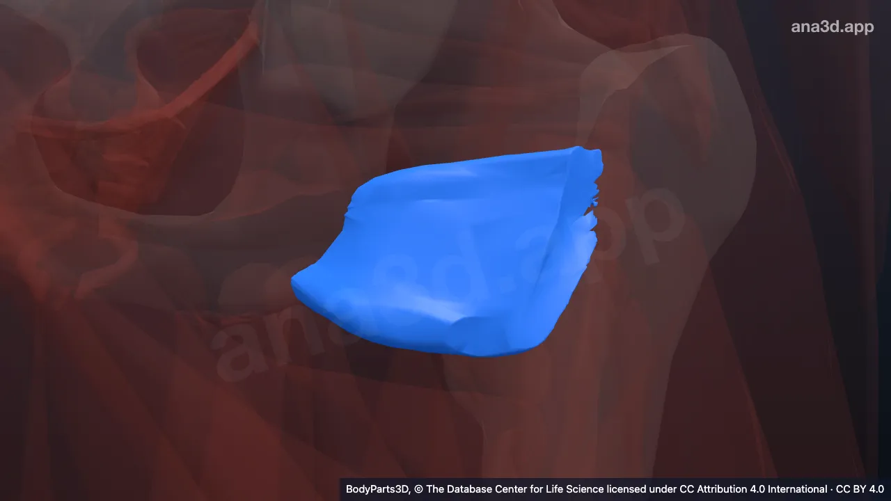 3D model: left quadratus femoris