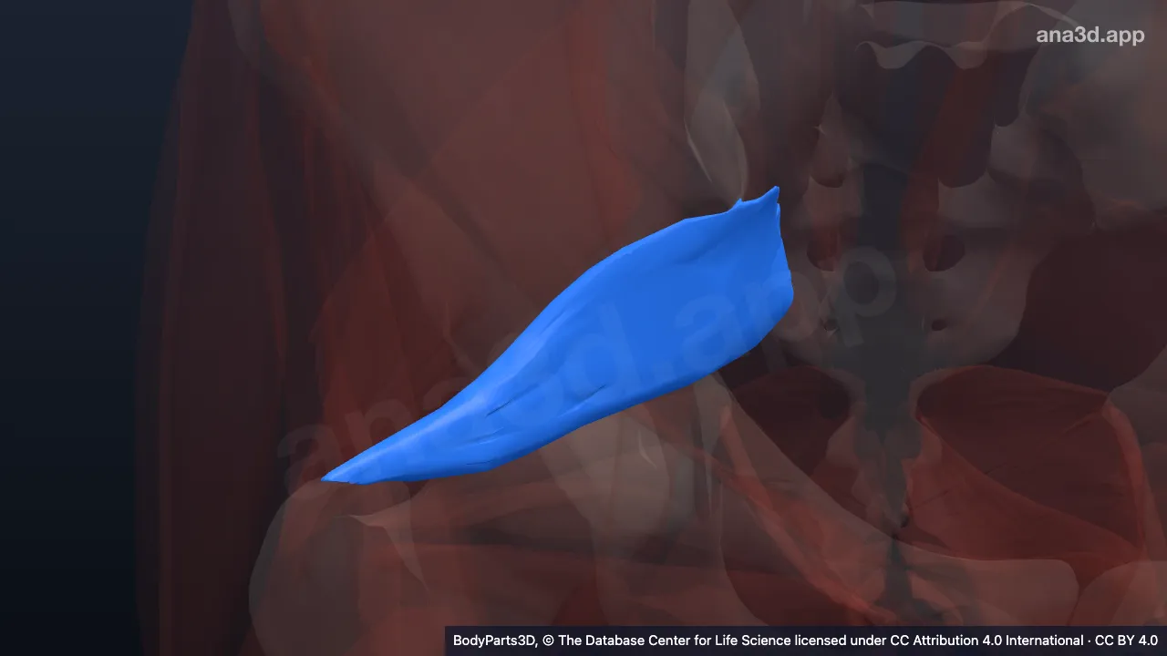 3D model: right piriformis