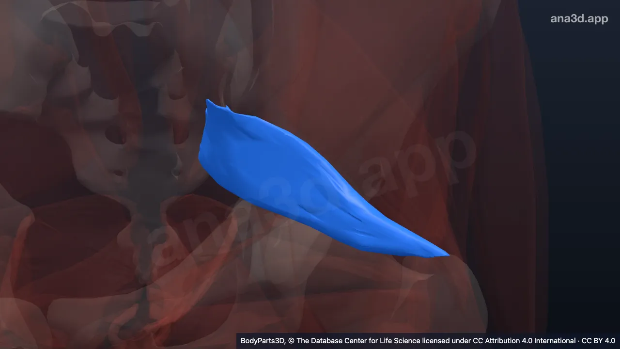 Modèle 3D : Muscle piriforme gauche