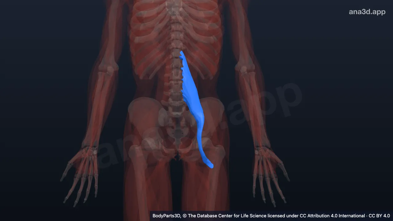 3D model: left psoas major