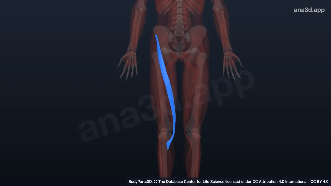 3D model: right sartorius