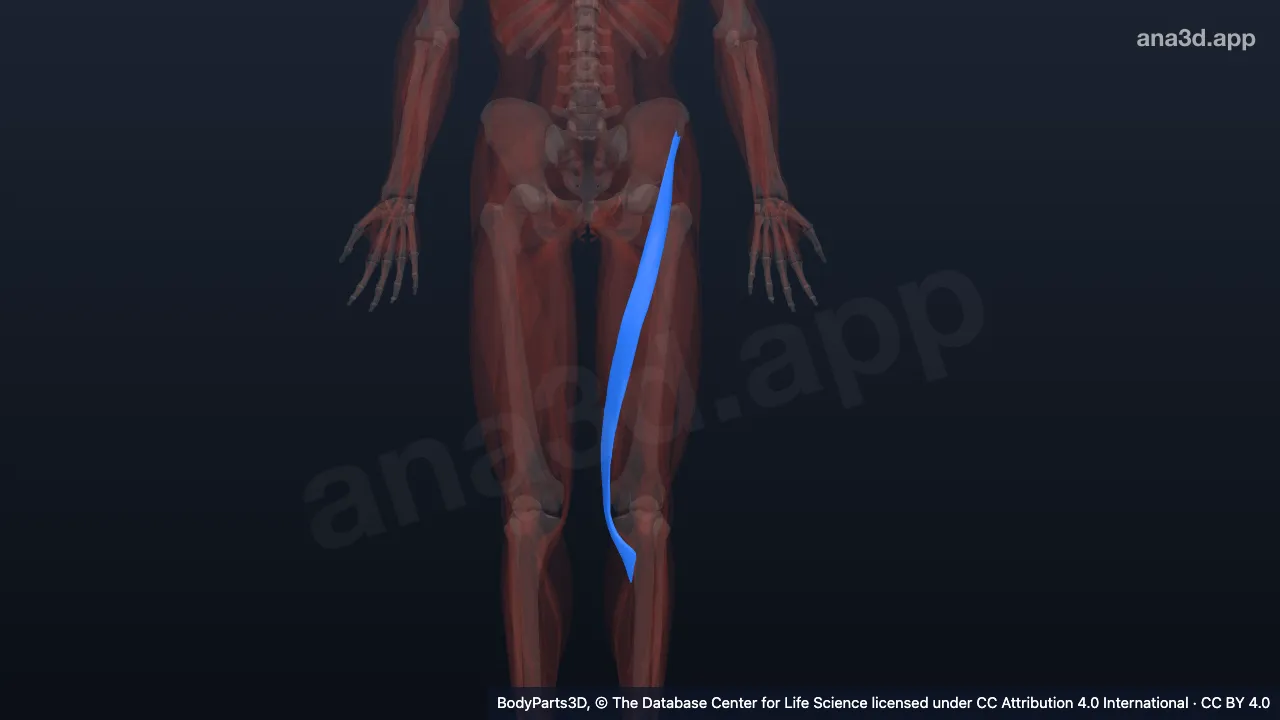3D model: left sartorius