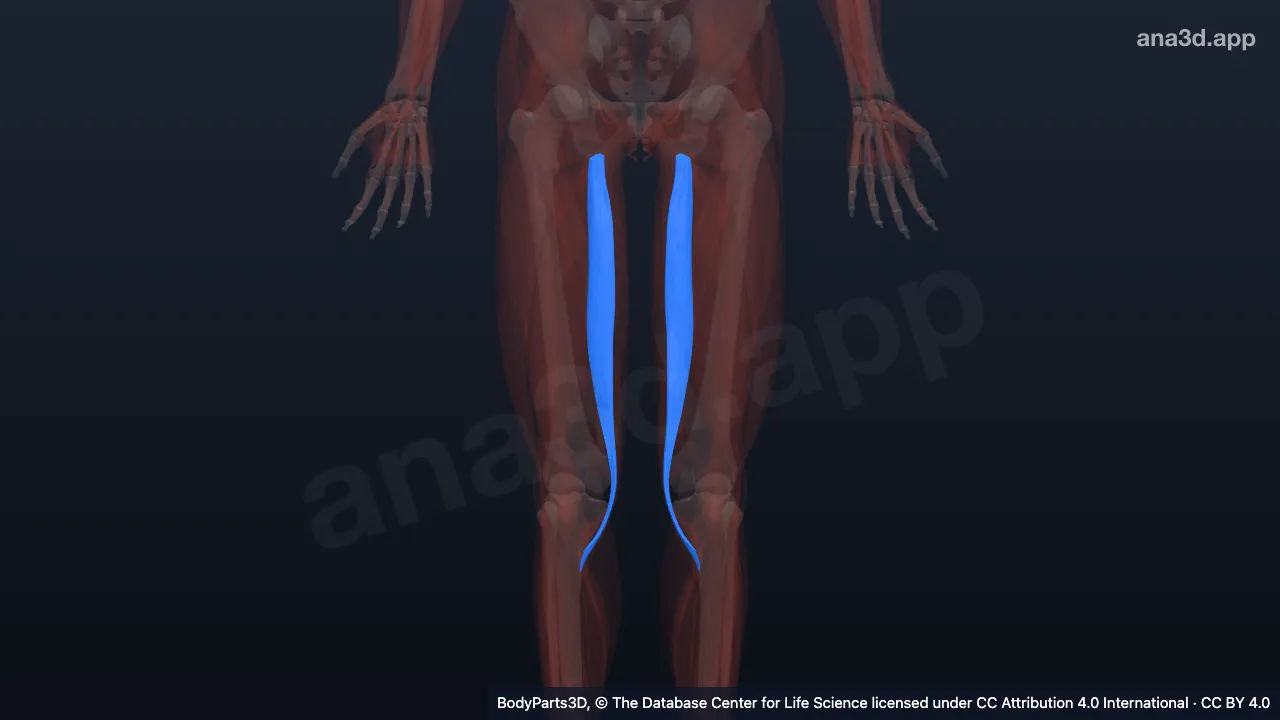 3D-Modell: Musculus semitendinosus