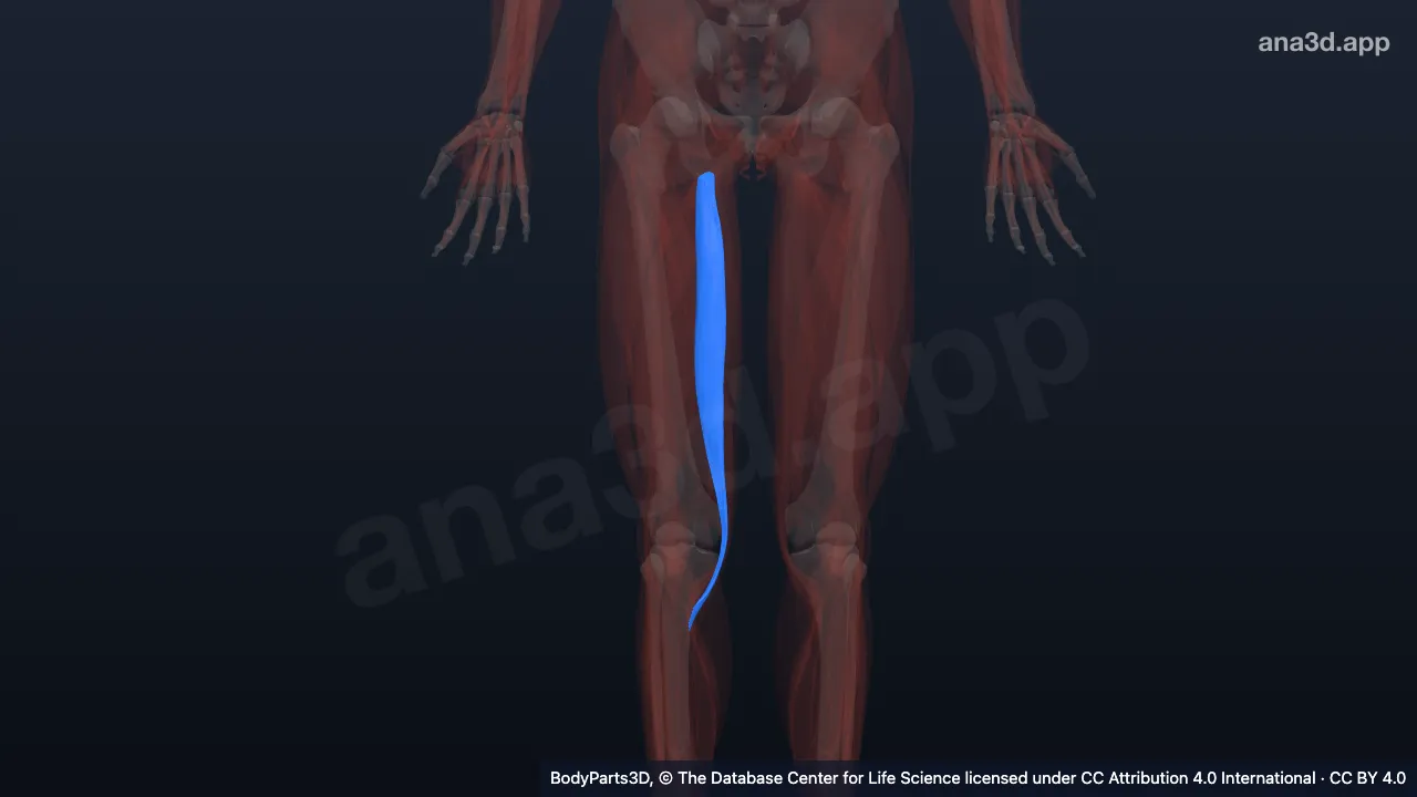 Mô hình 3D: Cơ bán gân phải