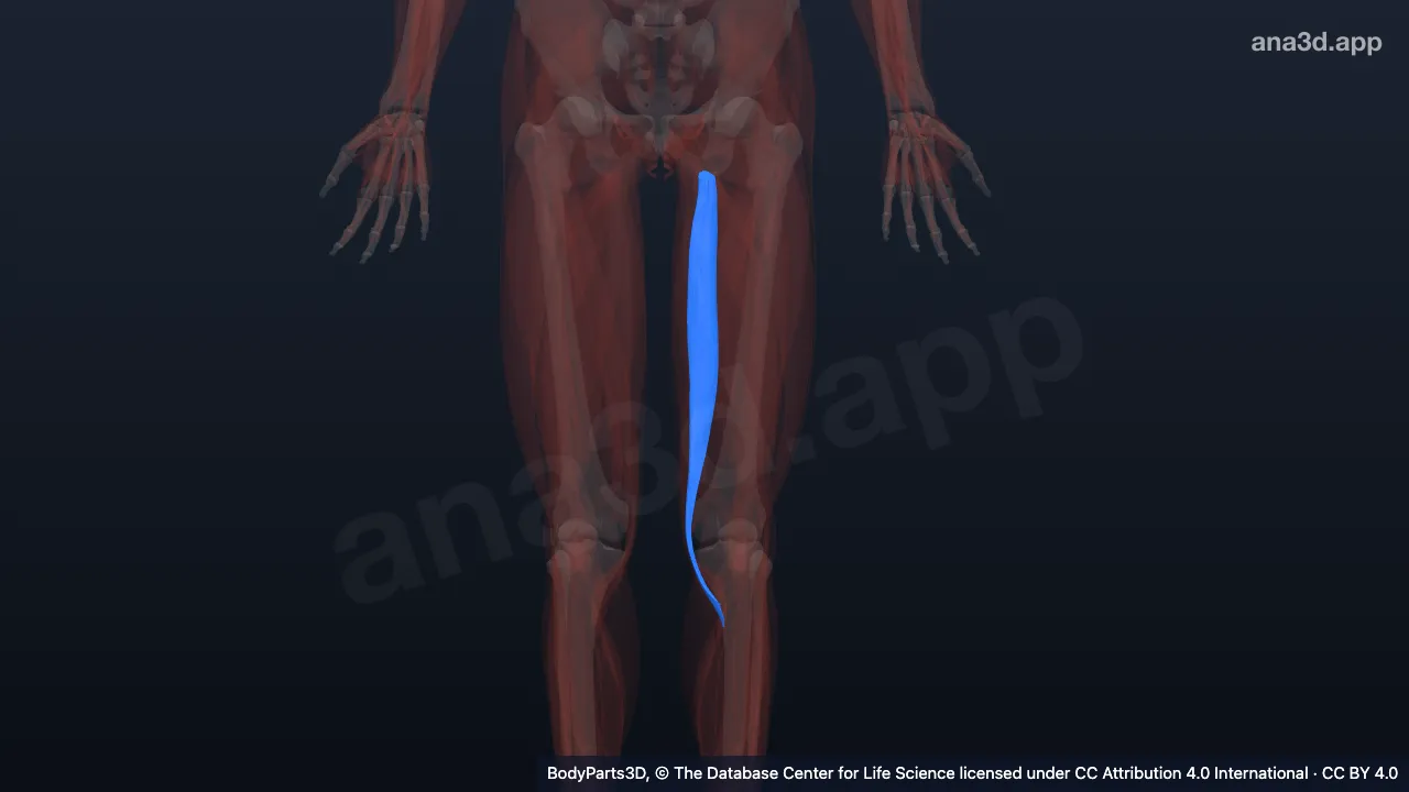 Mô hình 3D: Cơ bán gân trái
