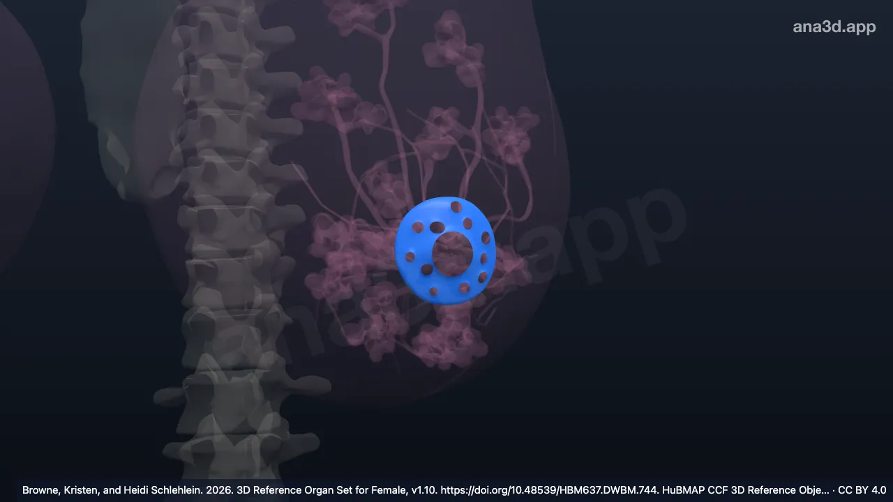 Model 3D: Areola perempuan kiri
