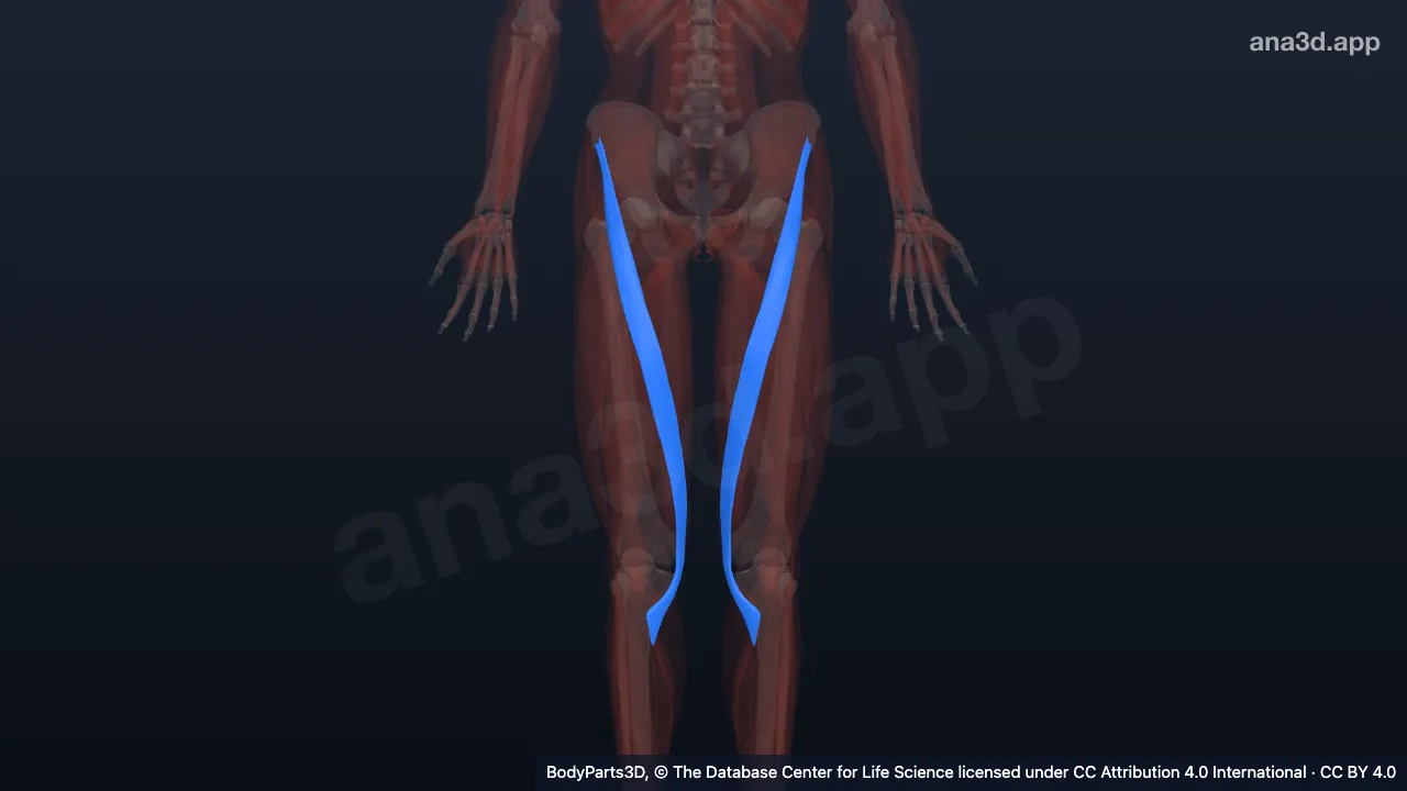 3D model: muscle of anterior compartment of thigh