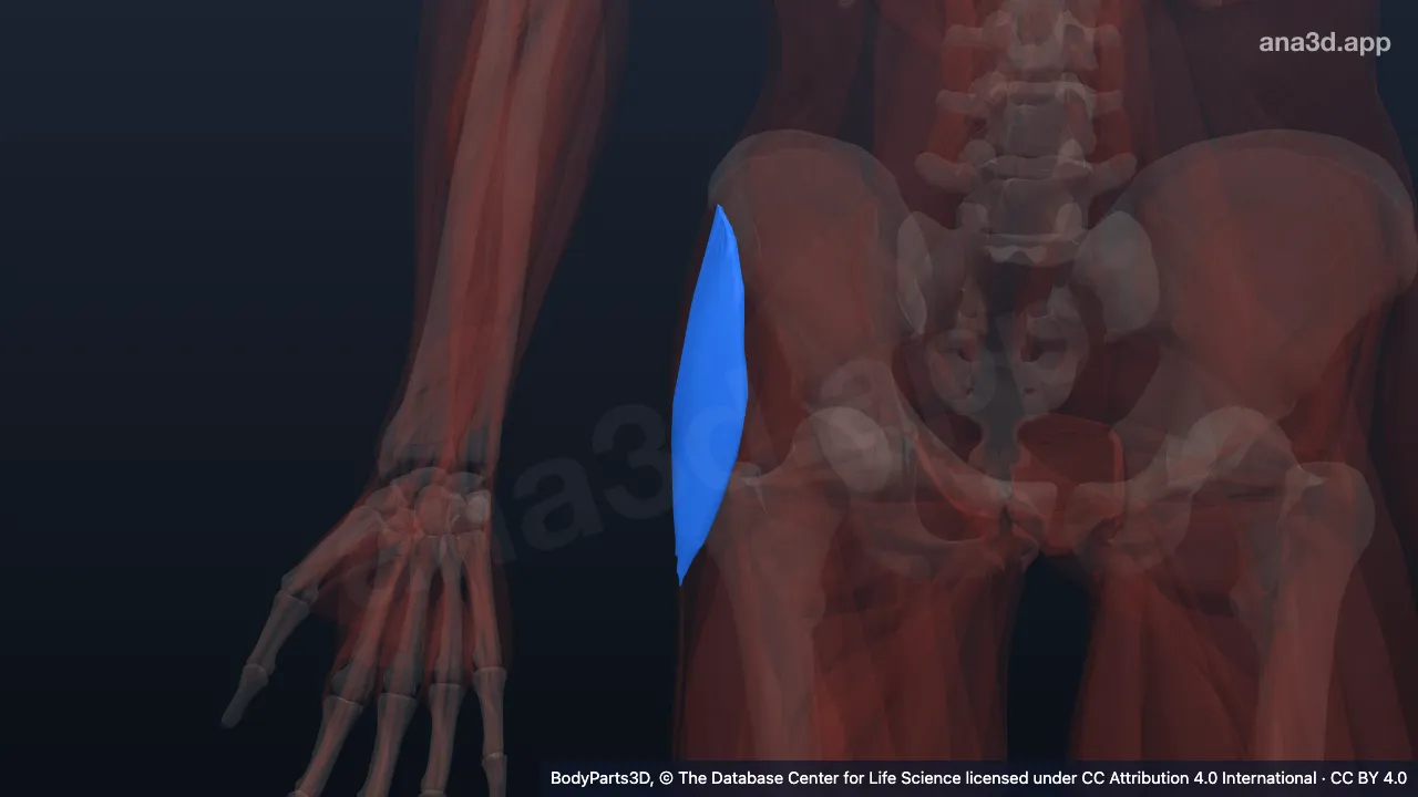 3D model: right tensor fasciae latae