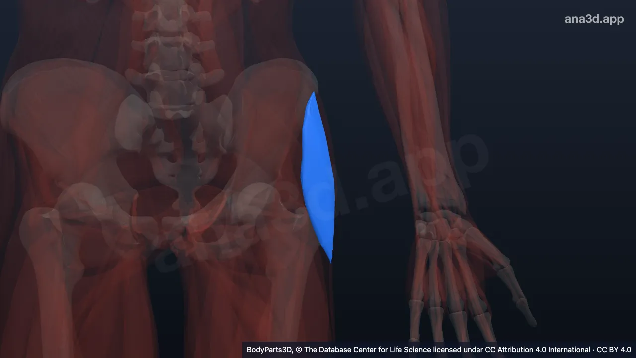 3D model: left tensor fasciae latae