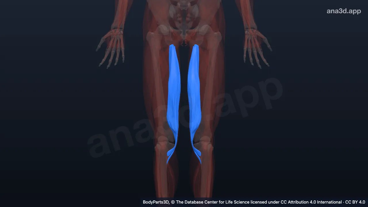 Mô hình 3D: Cơ khoang đùi sau