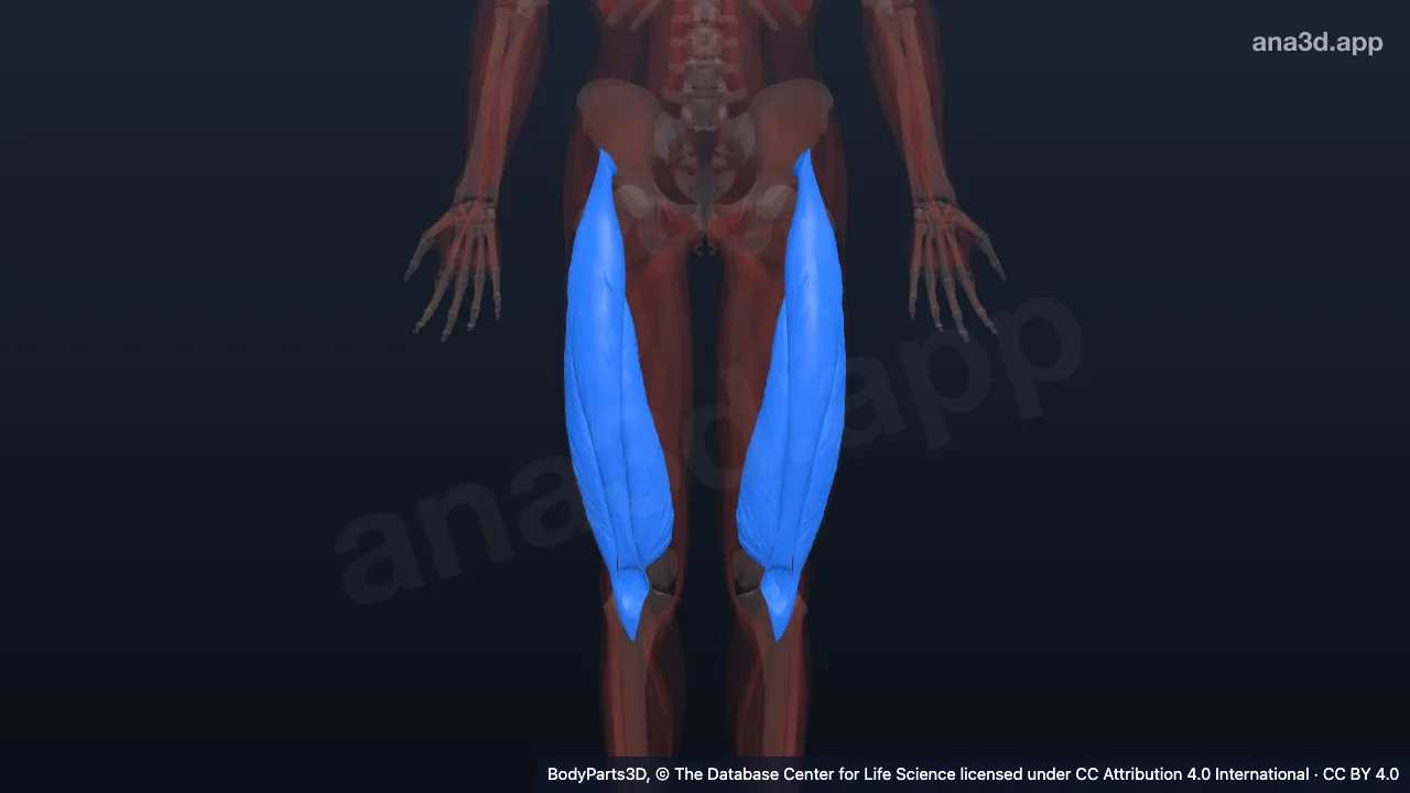 Mô hình 3D: Khu vực của cơ tứ đầu đùi