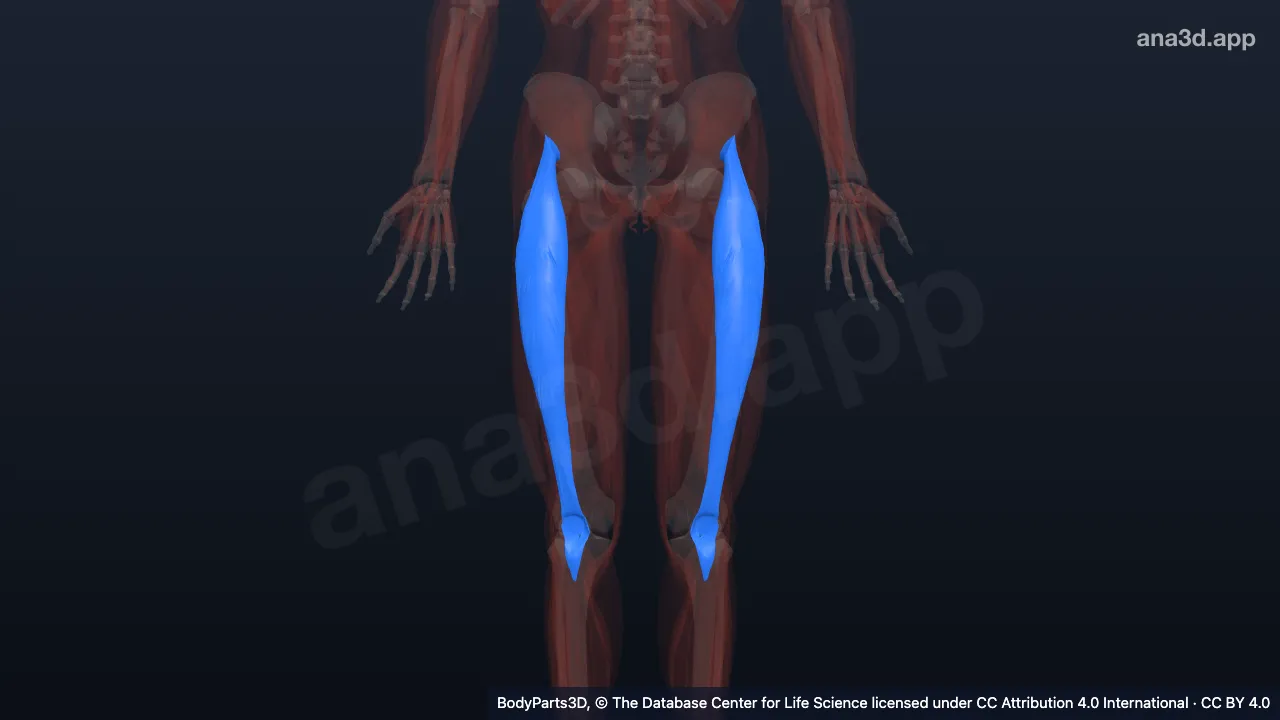 Quadriceps femoris: anatomy, location and function