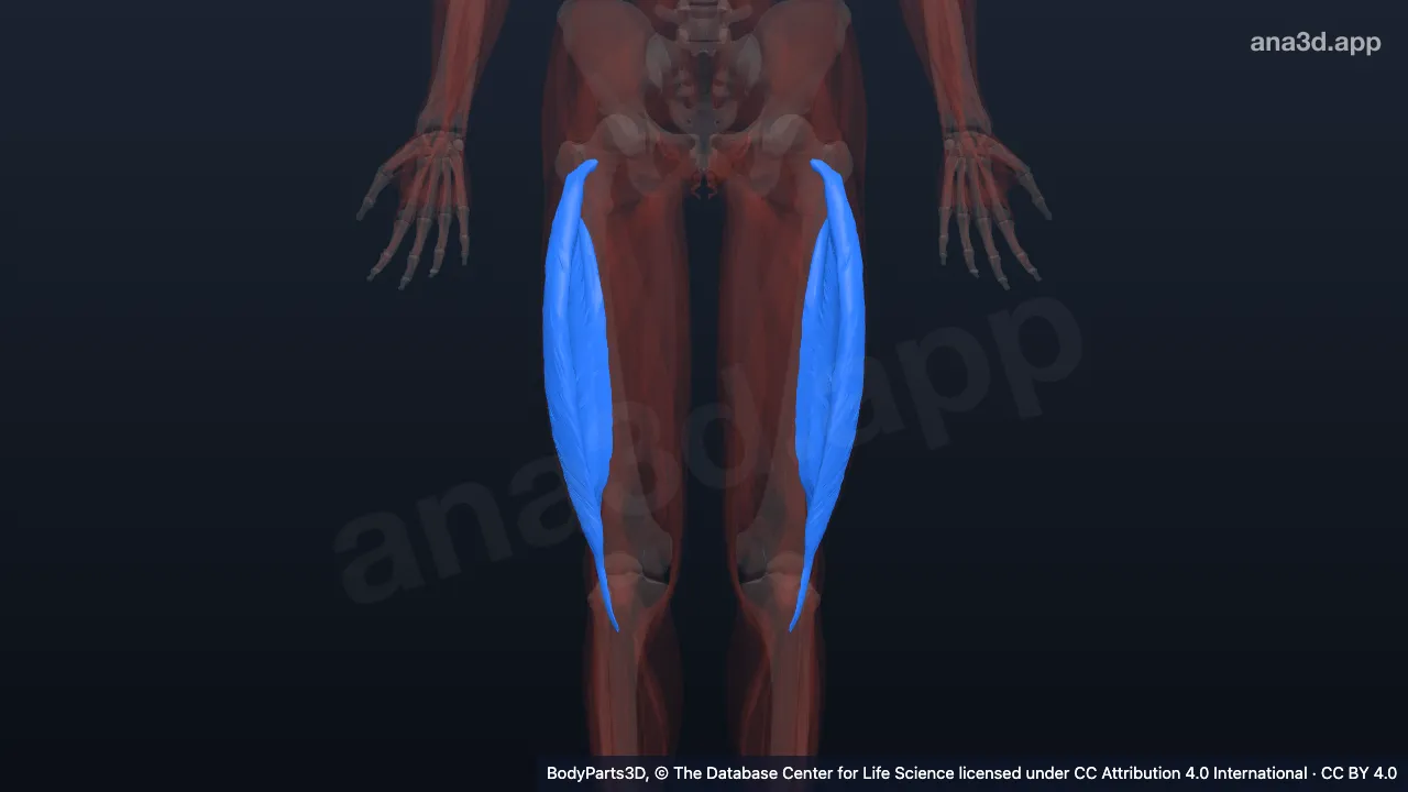 3D model: vastus lateralis