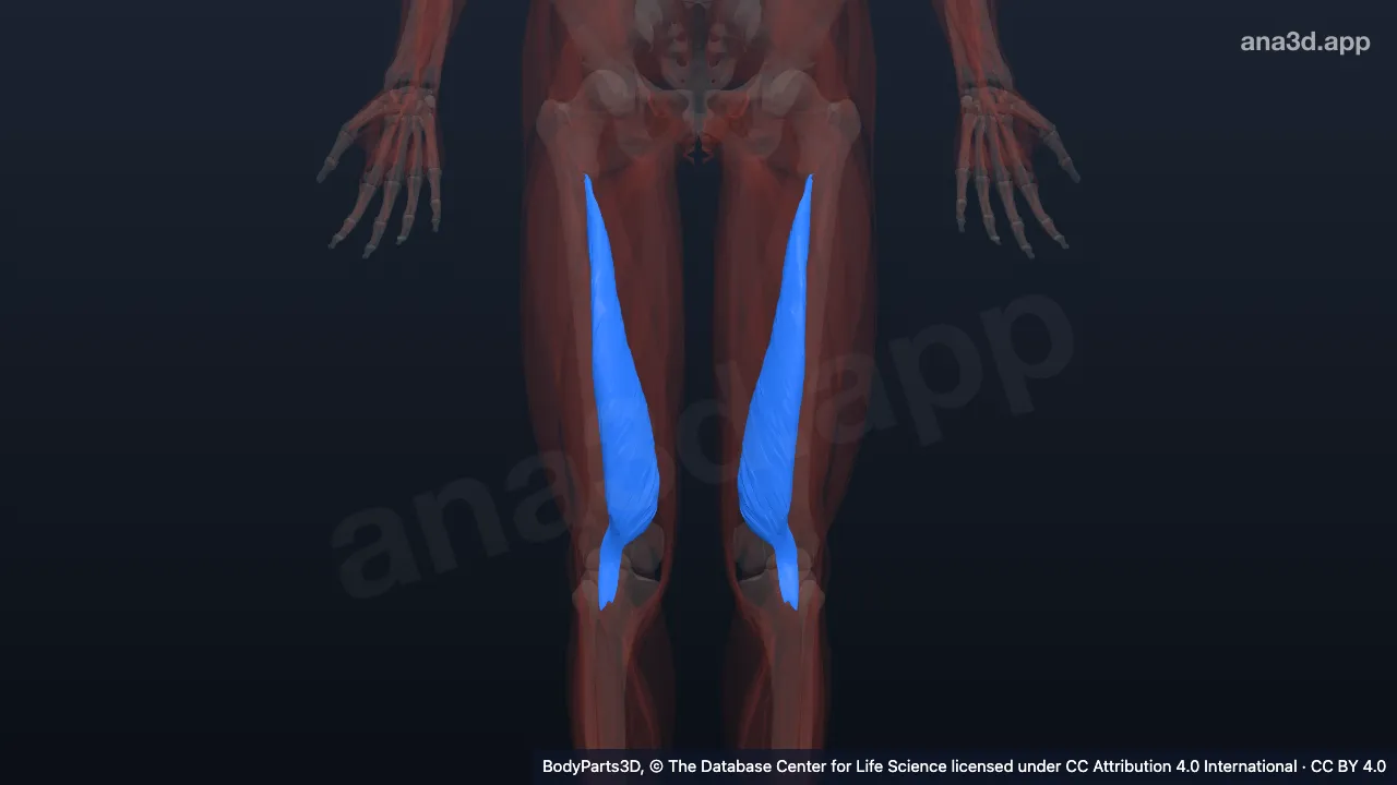 Modèle 3D : muscle vaste médial