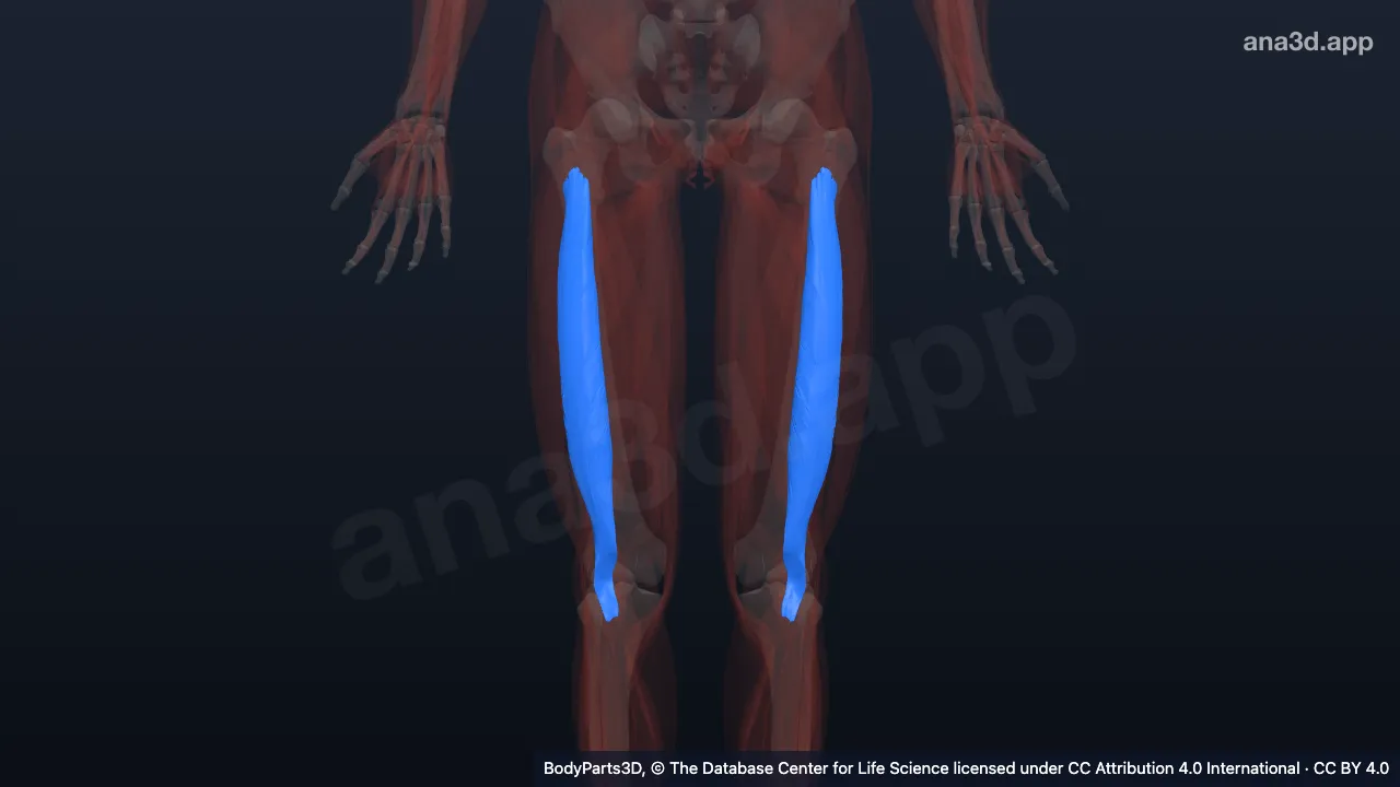 Modelo 3D: Músculo vasto intermédio