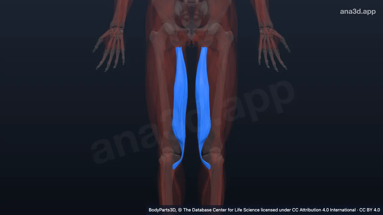 Modèle 3D : muscle semi-membraneux