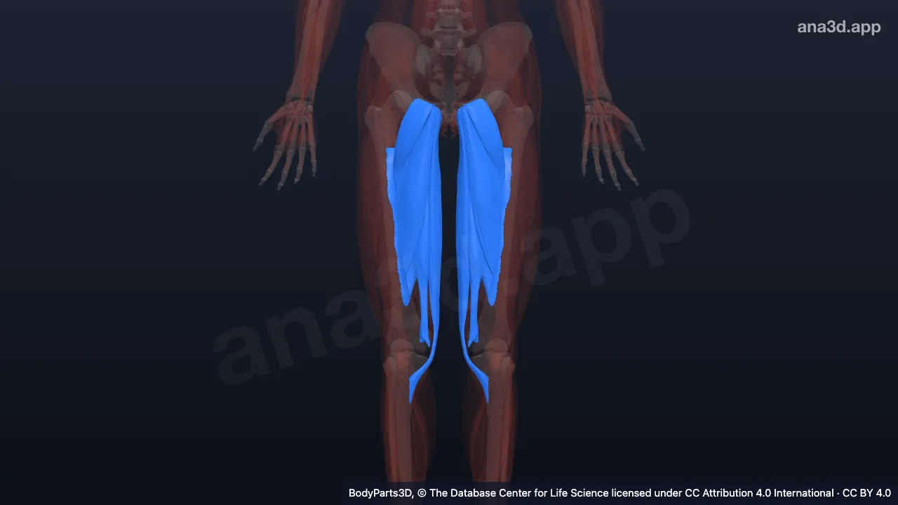 3D model: muscle of medial compartment of thigh