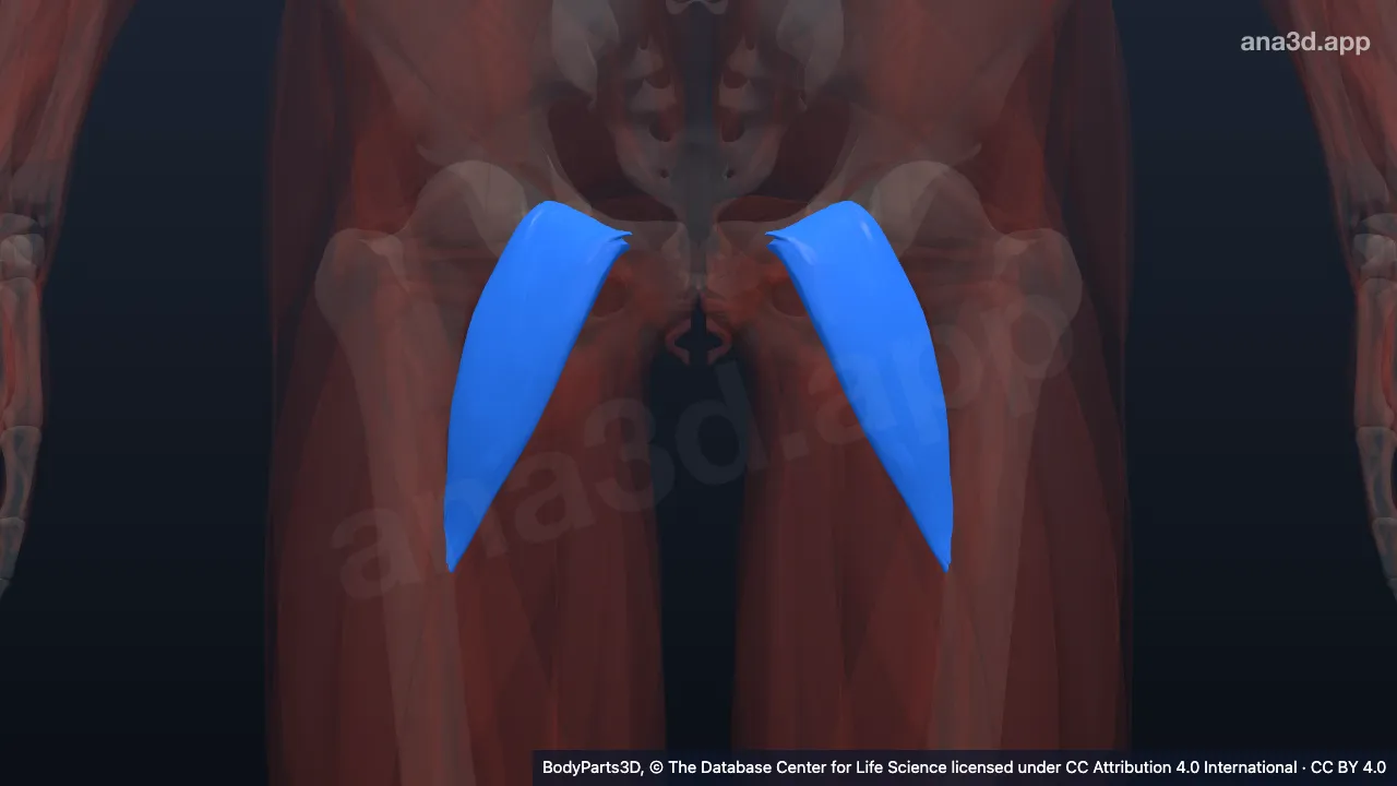 3D model: pectineus