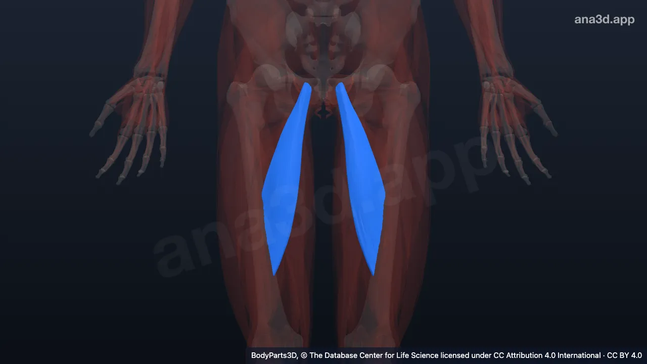 Model 3D: Otot aduktor longus
