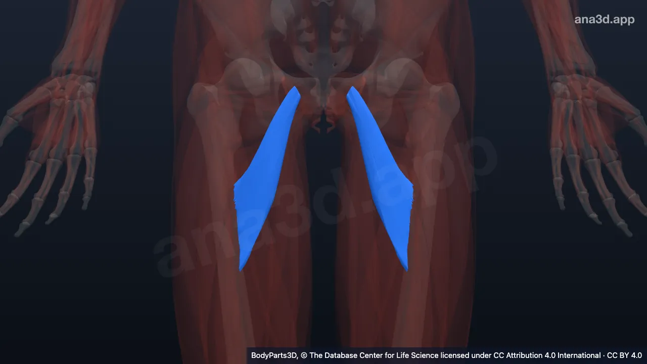 3D model: adductor brevis