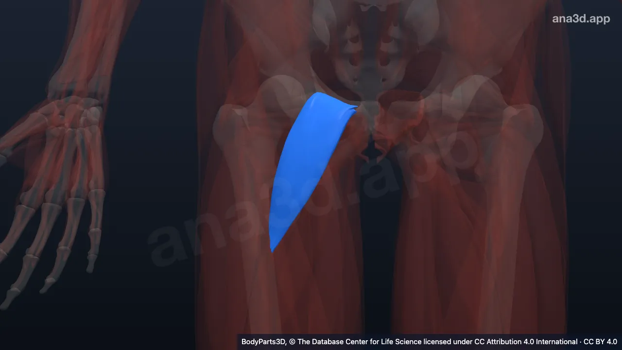 Modelo 3D: Músculo pectíneo derecho