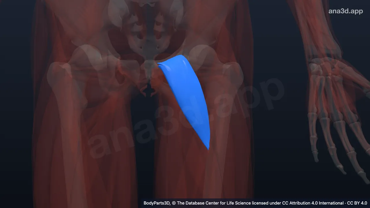 3D model: left pectineus