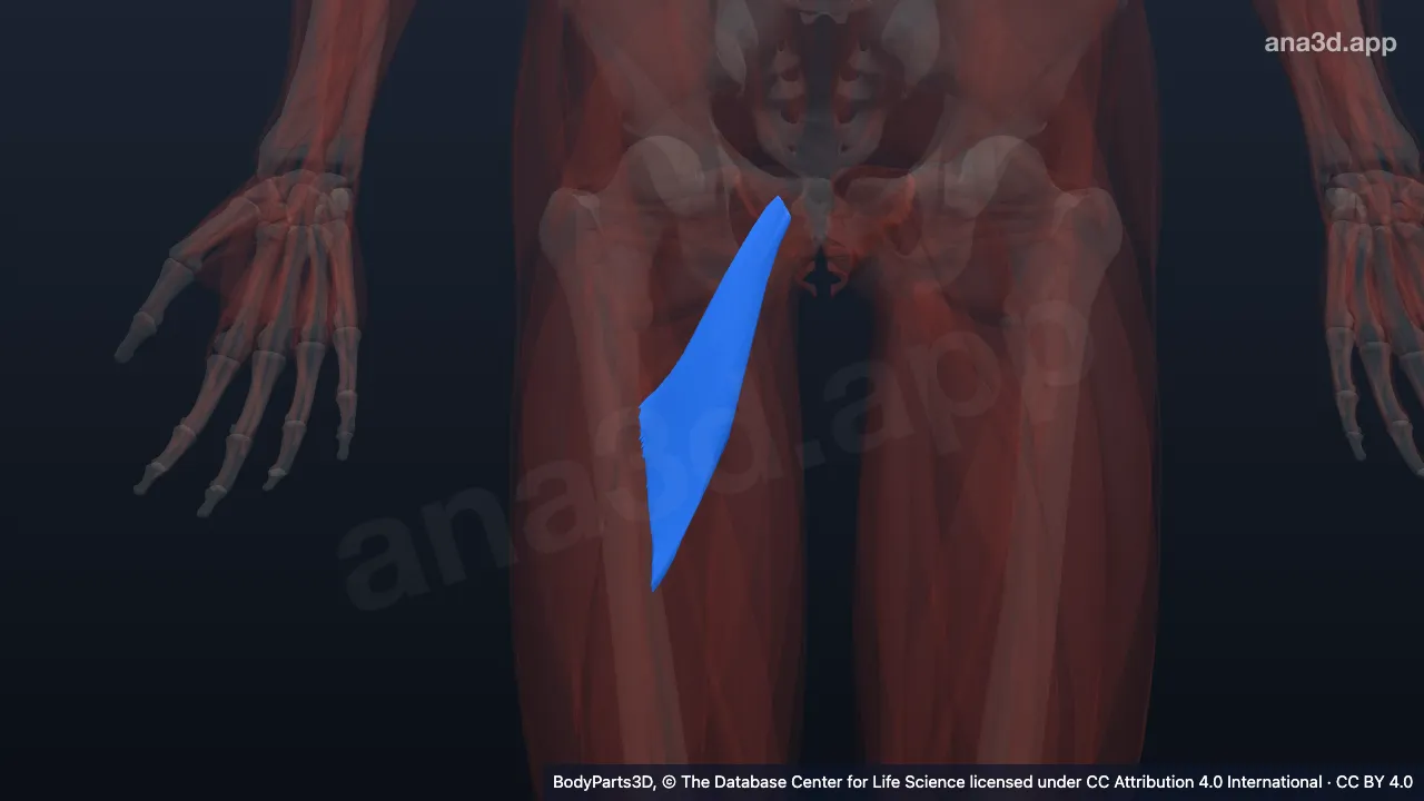 3D model: right adductor brevis