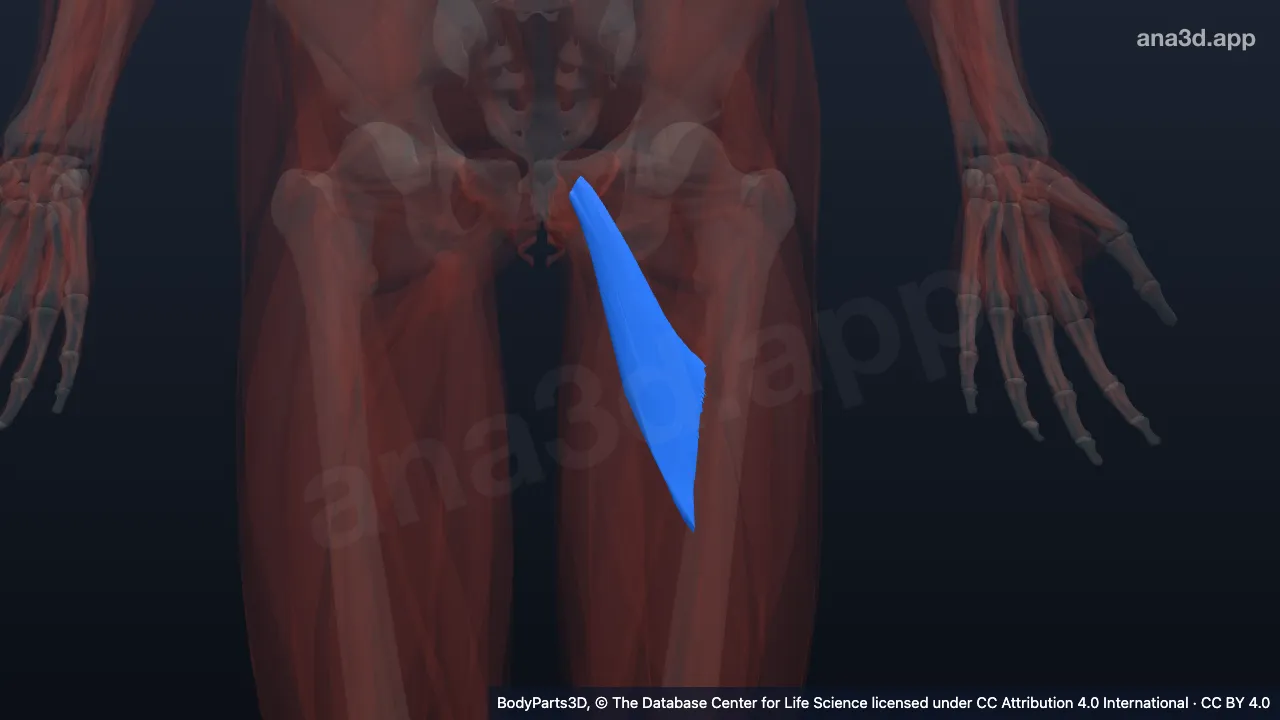 3D model: left adductor brevis