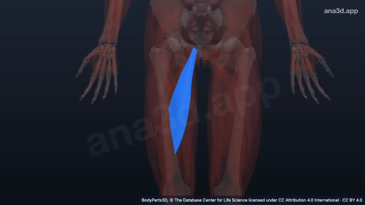 3D model: right adductor longus