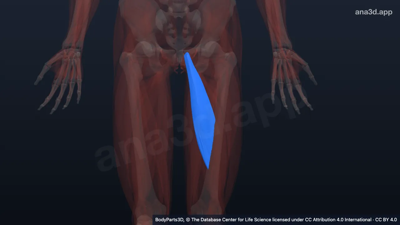 3D model: left adductor longus