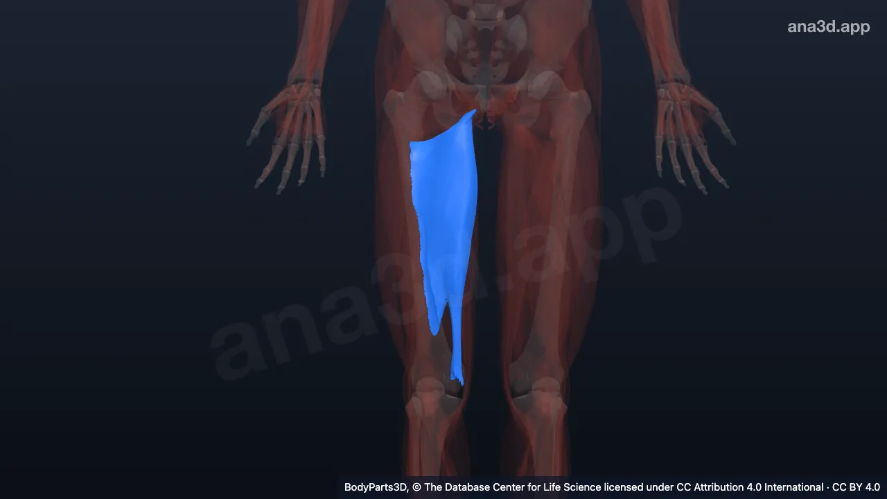 3D model: right adductor magnus