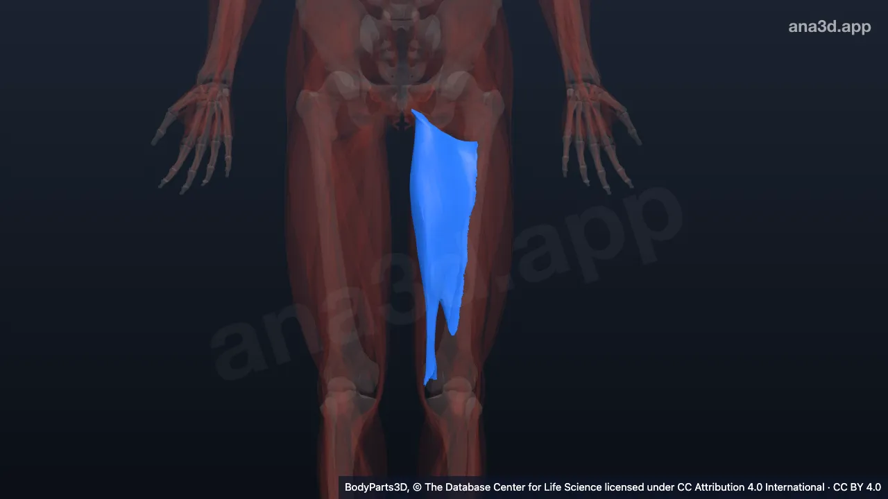 3D model: left adductor magnus