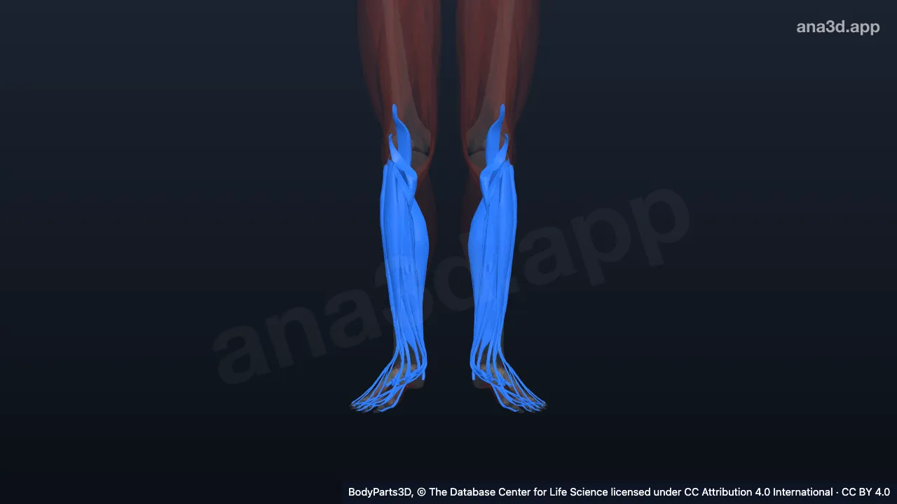 3D-Modell: Beinmuskel