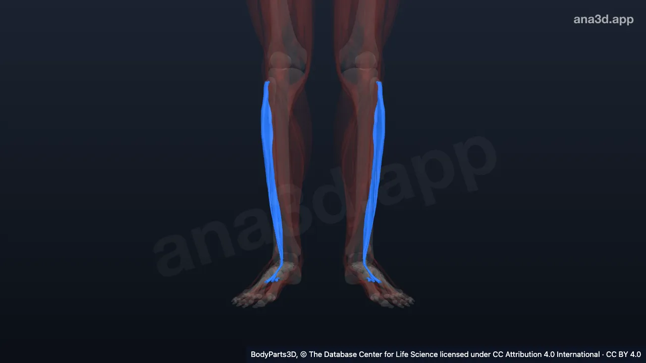 Modèle 3D : muscle de la loge crurale latérale
