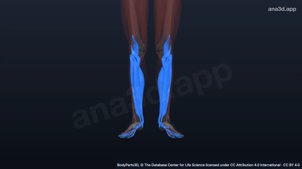 Modèle 3D : Muscle du compartiment postérieur de la jambe