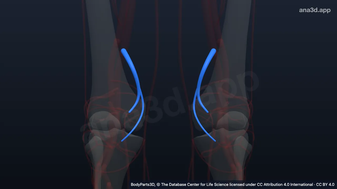 3D model: descending genicular artery