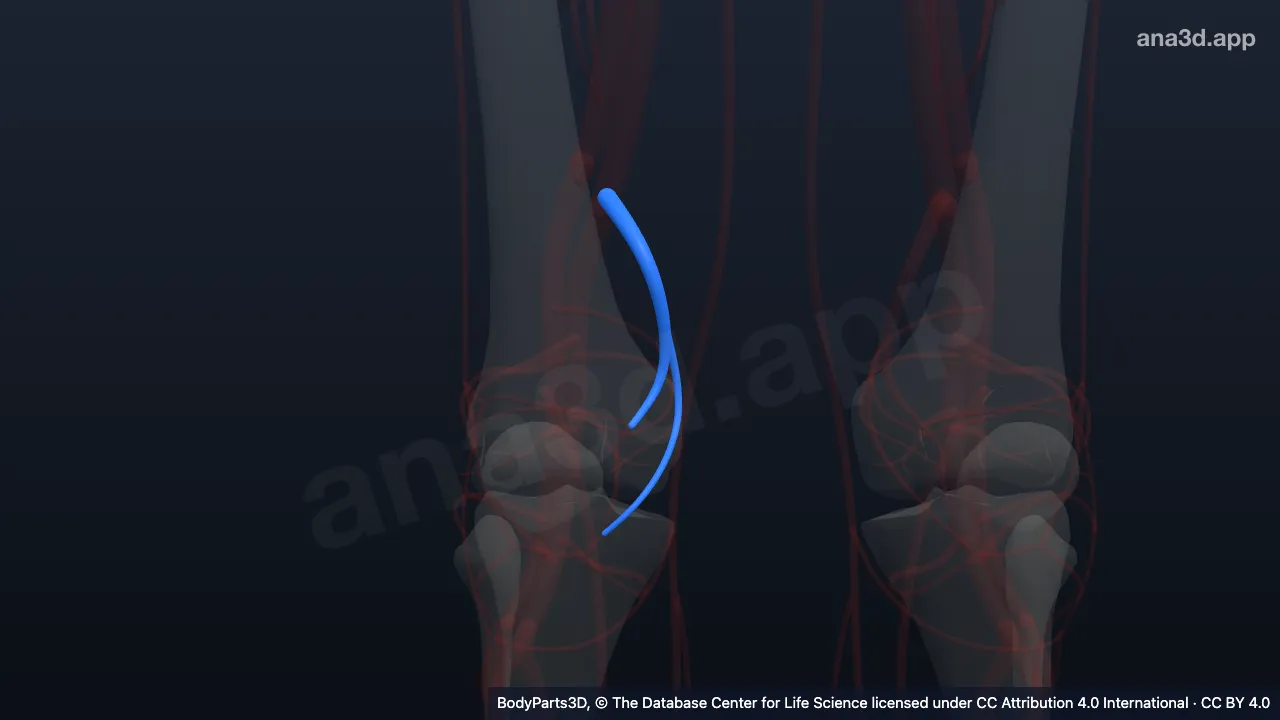 3D model: right descending genicular artery