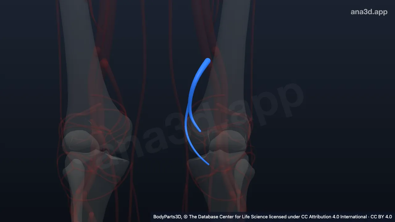 3D model: left descending genicular artery