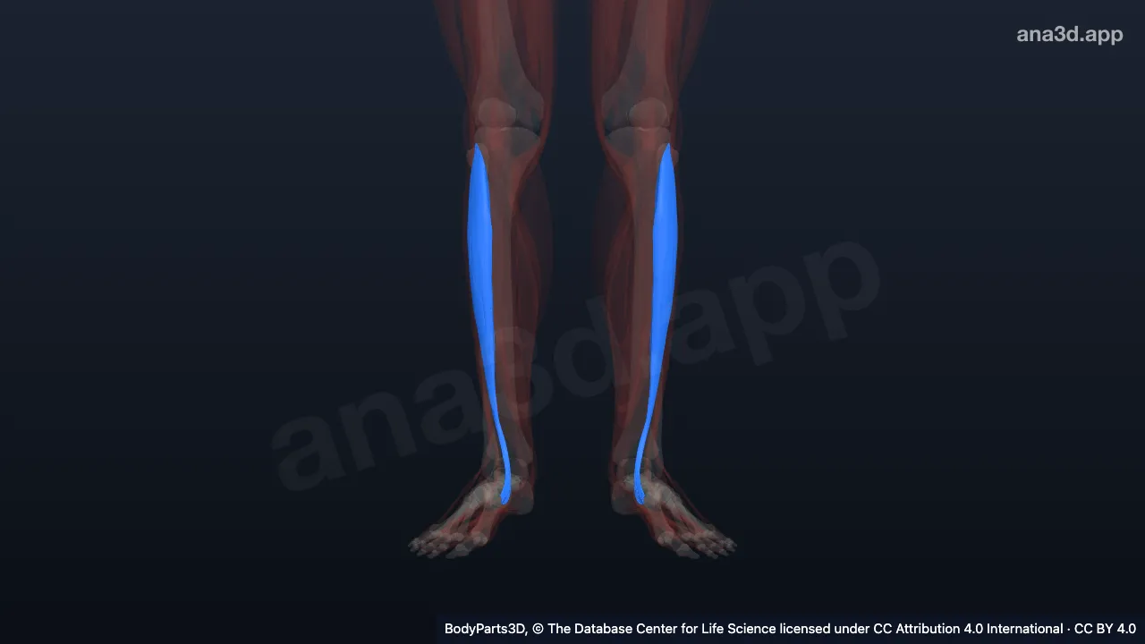 3D model: tibialis anterior