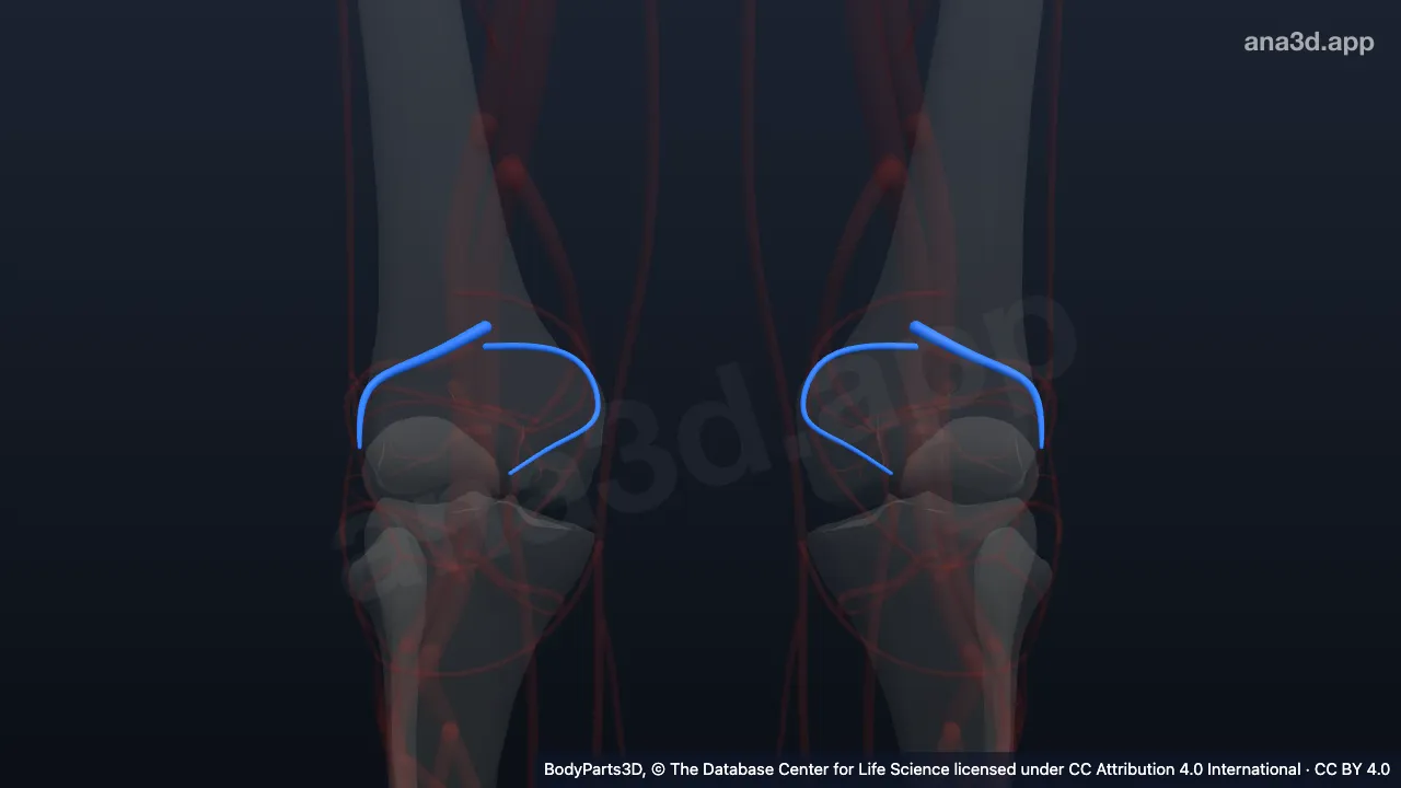 Modelo 3D: Artéria genicular superior