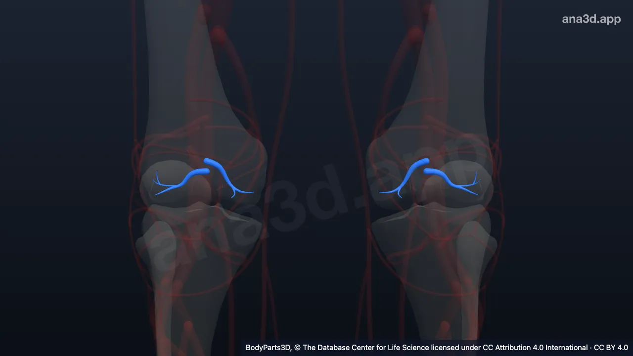 Model 3D: Arteri genikularis media