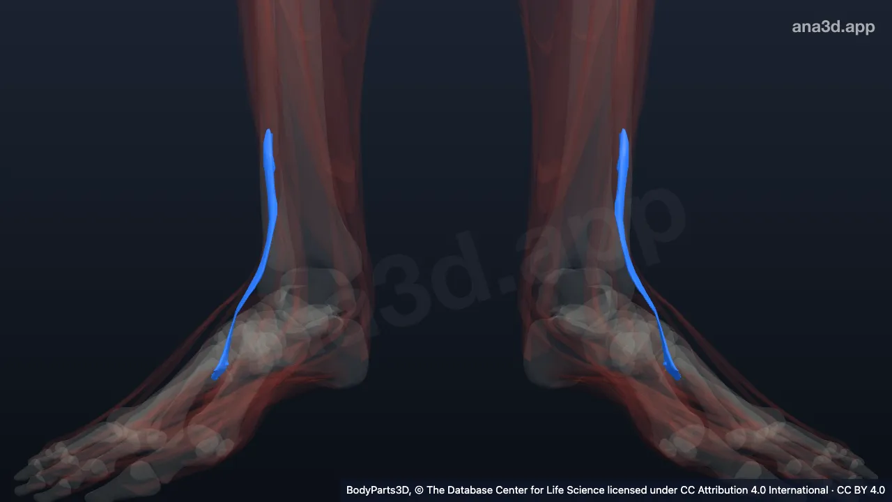 Model 3D: Otot fibularis tertius