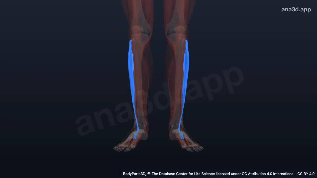 Modèle 3D : muscle long fibulaire