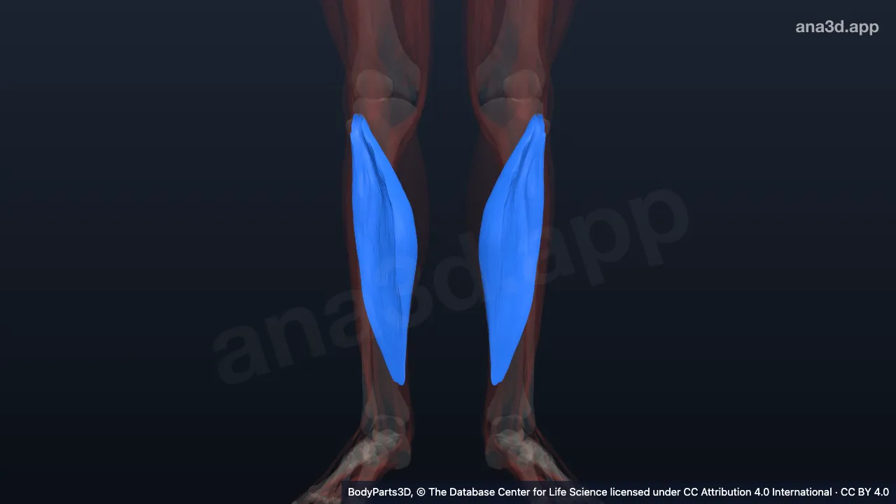 3D model: soleus